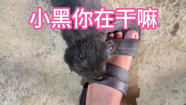 被我吵醒的小奶狗