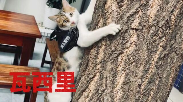 见过警猫吗?瓦西里,一只为爱放弃铁饭碗的警猫