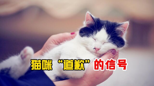 猫咪这些行为,是在向你认错啦!