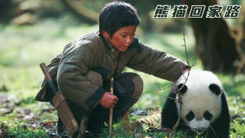 熊猫回家路：小男孩意外救下一只熊猫幼崽，最后不得不含泪送它走