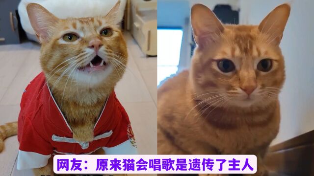 会唱歌的小橘猫,凭借动听的猫唱声走红,网友:前世一定是歌姬