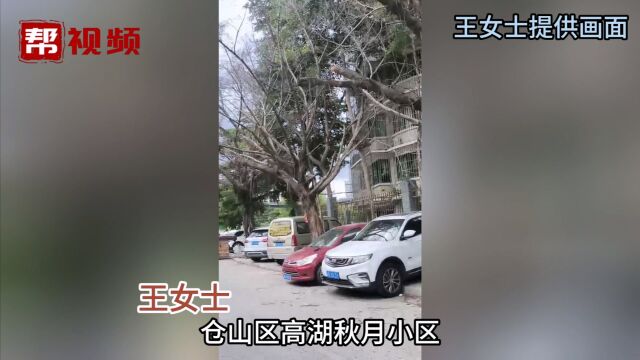 业主担心台风天小区旁四棵枯树存安全隐患 社区:认定归属后处理