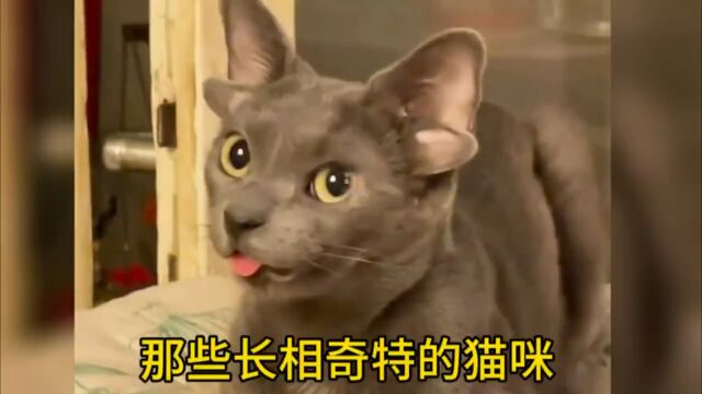 那些长相奇特的猫咪,看看你见过哪只?