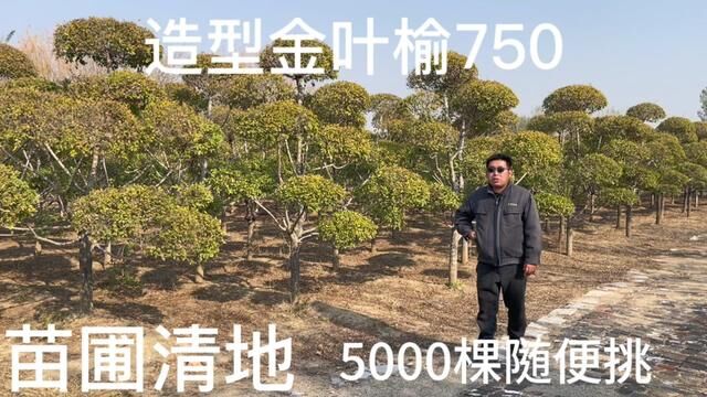 因地租到期,青岛5000棵造型金叶榆750随便挑,清不完只能当柴烧