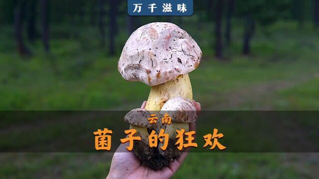 除了松茸和鸡枞你还认识哪些菌子?