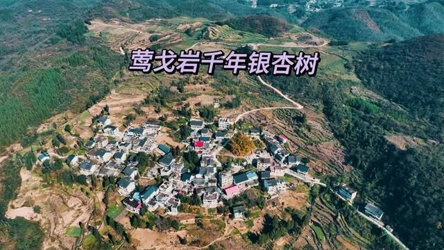 距今1700多年的古银杏树,你见过吗?那时可是三国后,五代十六国时期……#乡村旅游景点 #振兴乡村 #感受大自然的气息和美景