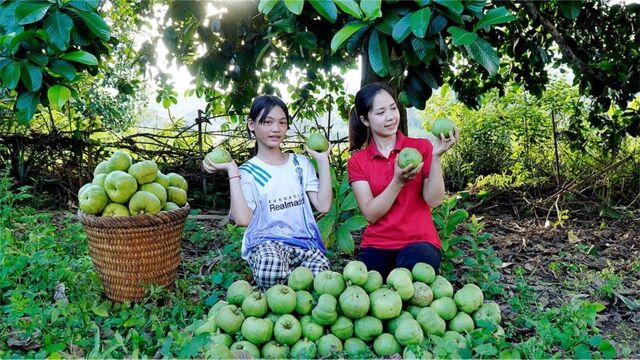 难得一见的百年果树,没人照料产量惊人,家里添新成员干啥都热闹