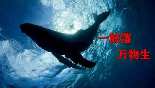 一鲸落，万物生！罕见的鲸落现象，海底世界最浪漫的死亡！