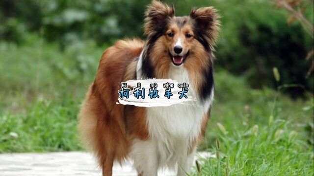 苏格兰牧羊犬 #喜乐蒂 都是柯利犬,