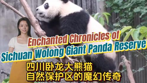 四川卧龙大熊猫自然保护区的魔幻传奇