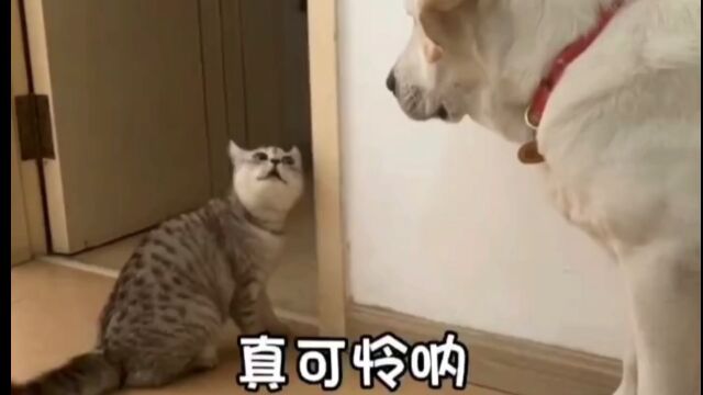 看阿猫阿狗