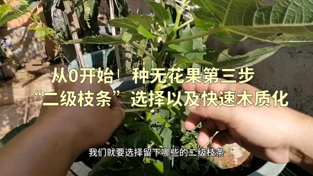 种无花果第三步:“二级枝条”的选择以及如何快速木质化