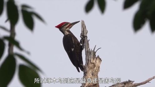 啄木鸟啄树木的原因原来是这个？啄木鸟啄木鸟为什么啄树