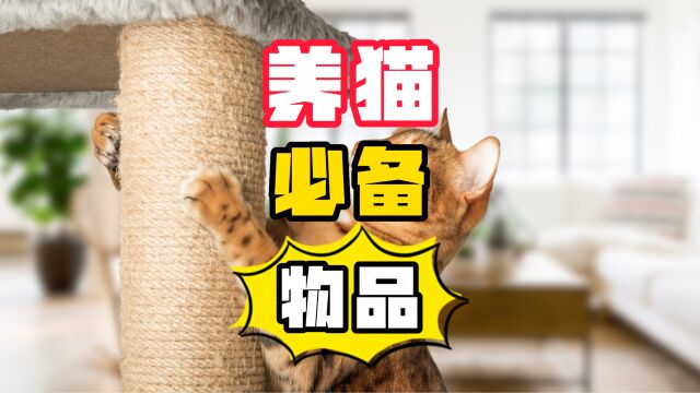 新手养猫必看:养猫必备物品,拒绝踩雷!