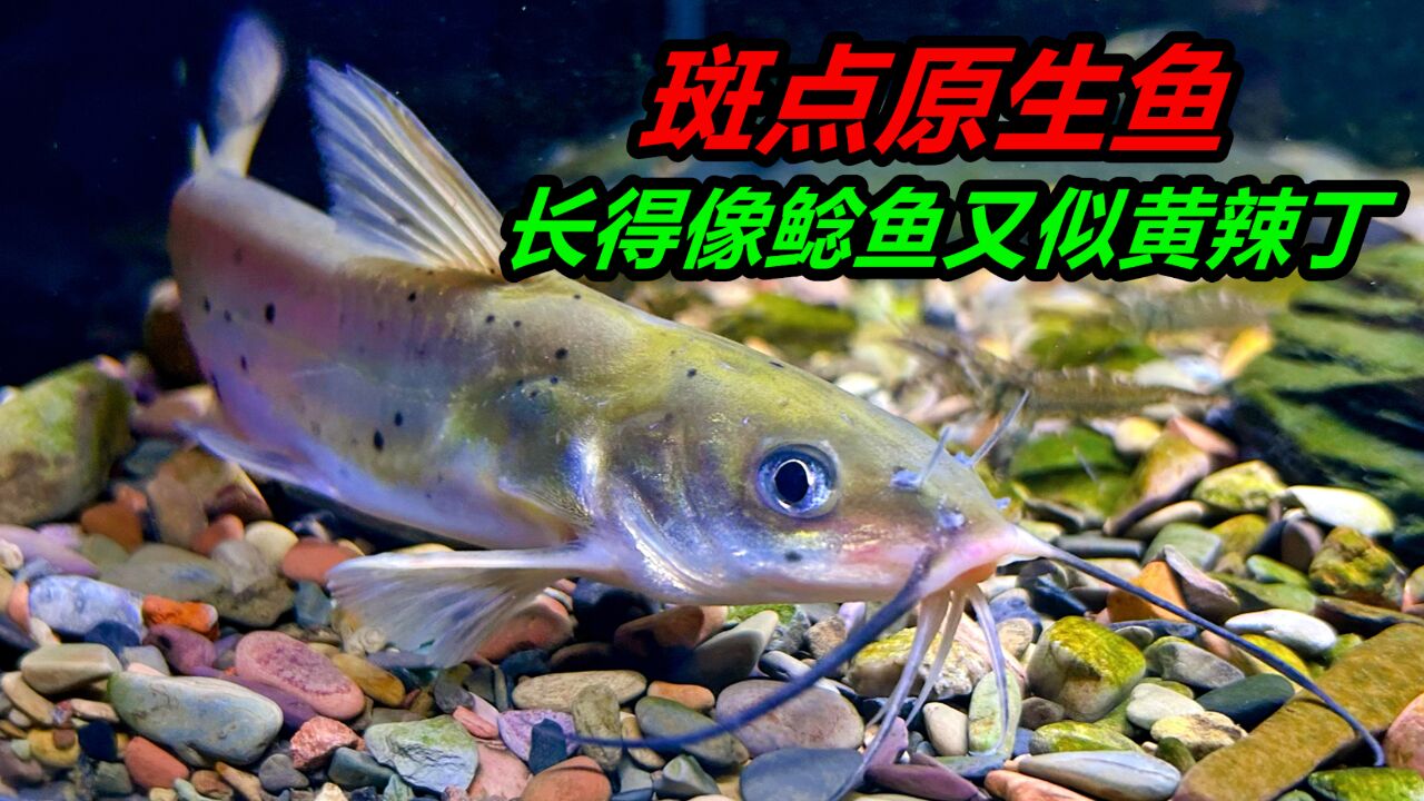 第一次见这种鱼,从背部看像鲶鱼,从侧面看又像黄辣丁