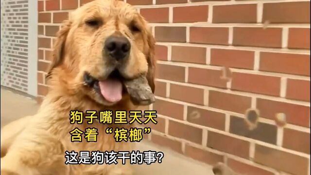 狗狗疯狂迷恋“槟榔”,吃饭睡觉都含在嘴里,24小时都不放下金毛这狗成精了