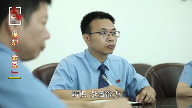 国家二级保护植物野生金豆,为何“榜上无名”?|案“鉴”87