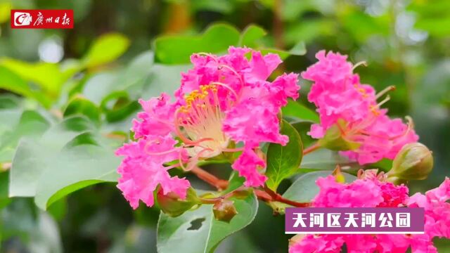 千年花城 每月一花|“独占芳菲当夏景”