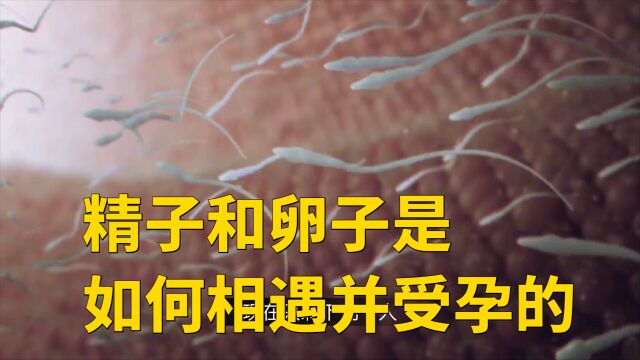 精子和卵子是如何相遇并受孕的?超逼真3D动画全过程演示