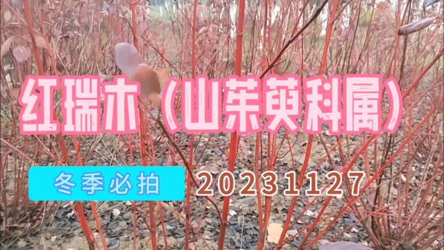 冬季必拍:红瑞木20231127