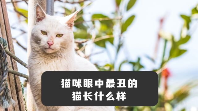 遭歧视了!原来在猫咪看来,这种长相的猫最丑!