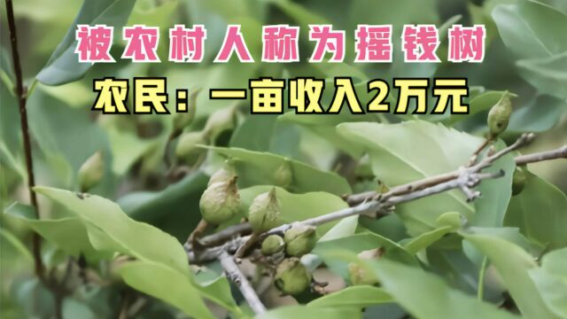 农民直言它为摇钱树,每年亩产2万多元,啥树?