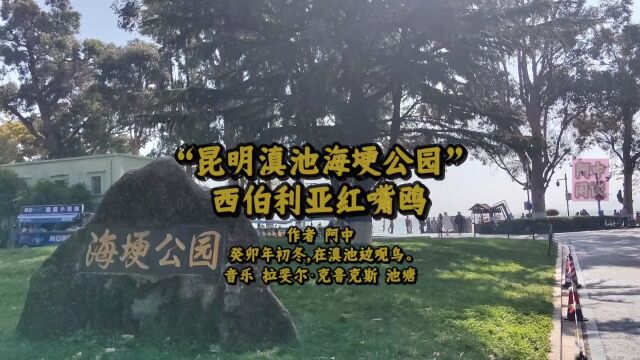 “昆明滇池海埂公园”西伯利亚红嘴鸥