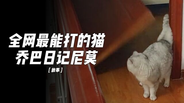 全网最能打的猫,脚踏铲屎官战斗力爆表的尼莫!