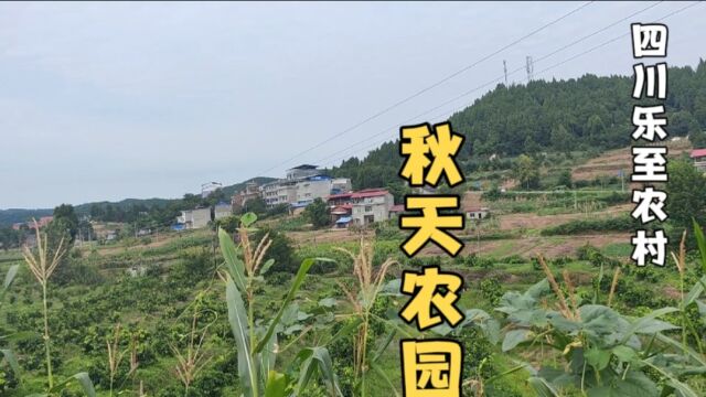 四川乐至,秋天的农村一片绿色美景