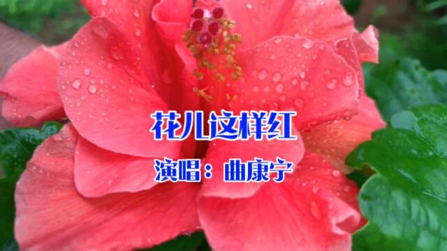 曲康宁演唱的歌曲《花儿这样红》,请欣赏