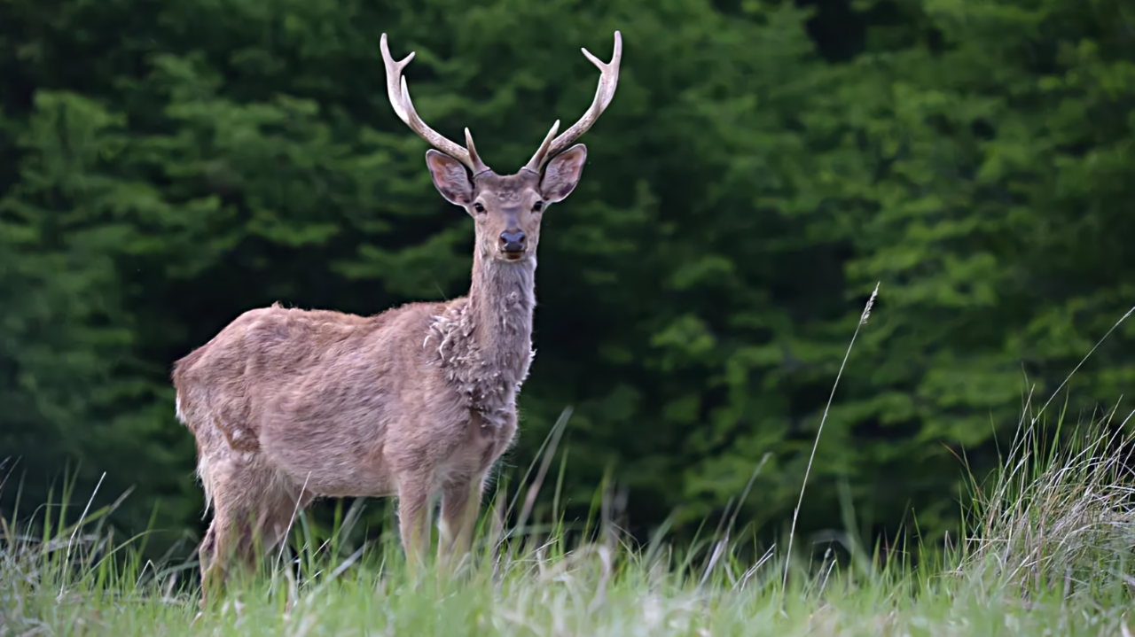 俄媒:挪威驯鹿越境到俄罗斯吃草,被找回后处死,俄保护区回应