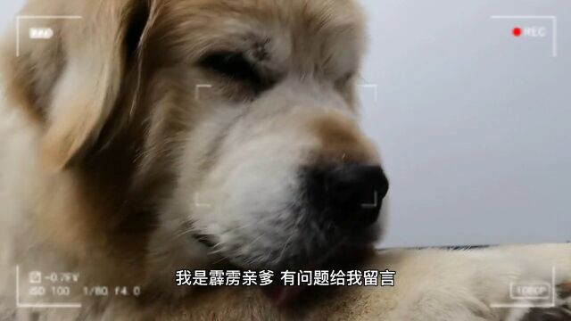 犬界白富美西高地科普解答上线,宠物恶势力请查收,视频内还藏有惊喜西高地白梗宠物知识