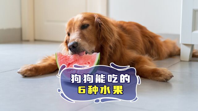 狗狗能吃哪些水果呢?这6种又便宜又好!