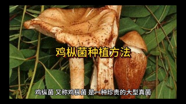 鸡枞菌种植方法