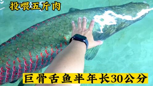 猛鱼缸投喂5斤鱼肉,下周开缸!_高清1080P在线观看平台_腾讯视频