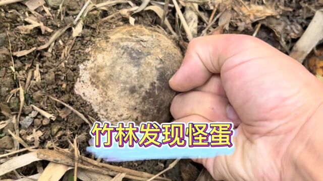 春天的竹林里除了竹笋、竹虫还有竹蛋,蜀南竹海的全竹宴值得一尝