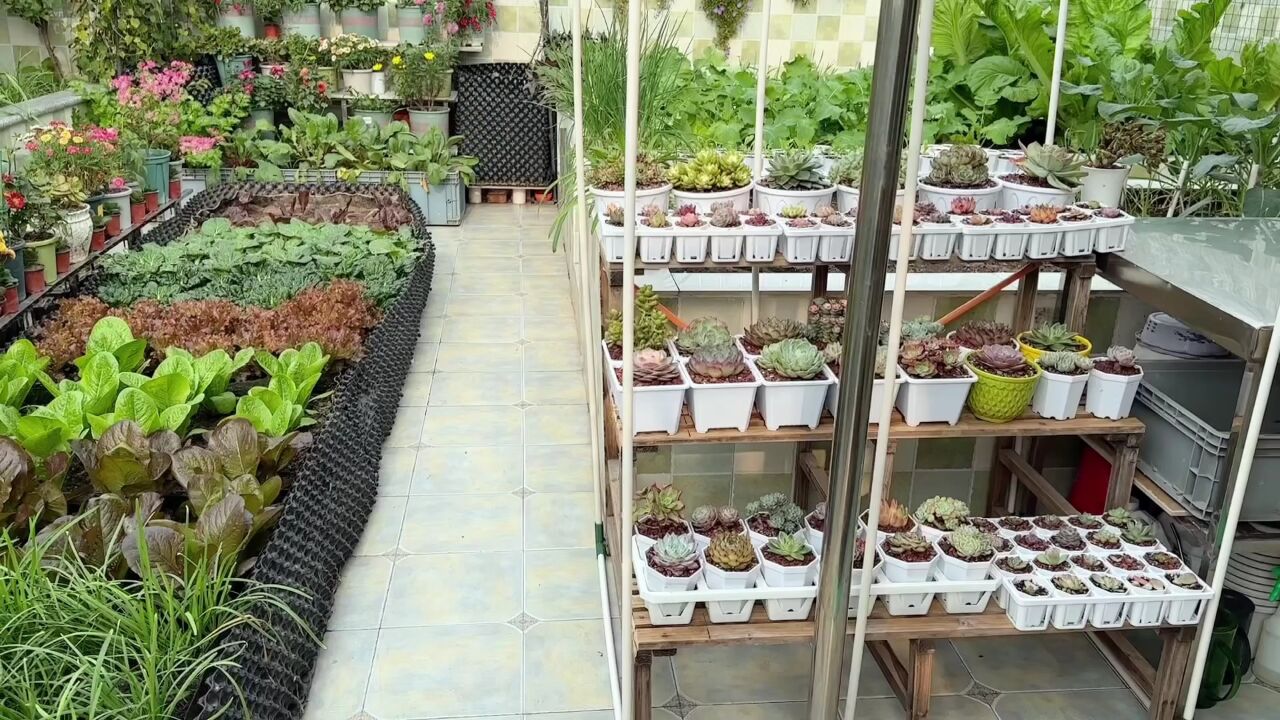 摘菜的时候最开心了 逛我的楼顶菜园像逛菜市场一样