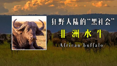 一切生物都无法阻挡它的冲锋，非洲大陆上最狂野的动物，非洲野水牛，这位“牛启强”究竟有多强呢？