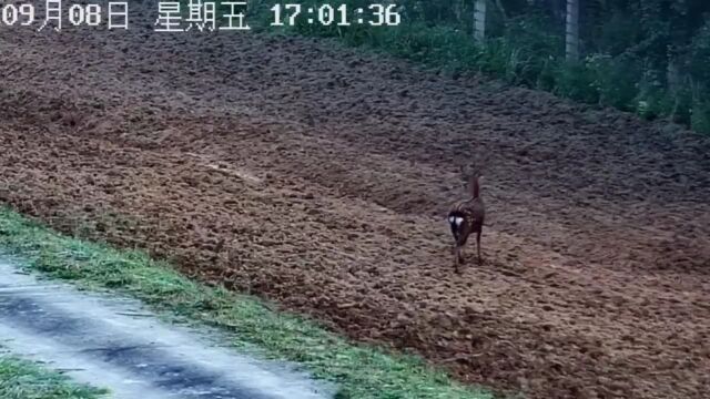 林深时见鹿,延边边境视频监控拍下珍贵的野生梅花鹿镜头