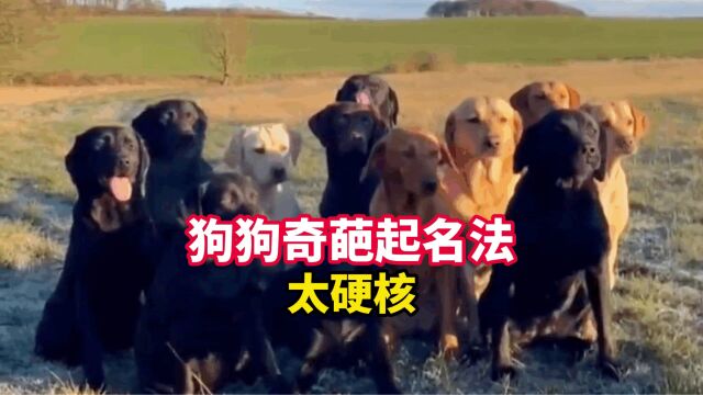 狗狗的名字能有多奇葩,最后一个是绝杀!