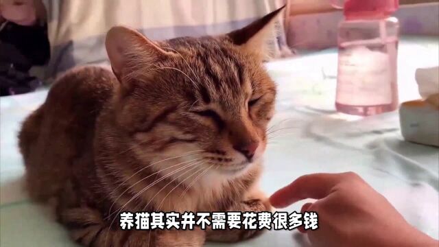 养猫的5个好处,在穷也要养一只