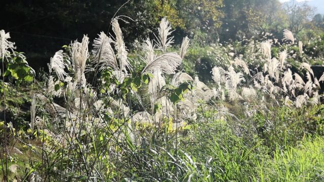 城步:芒草花絮迎风翻滚