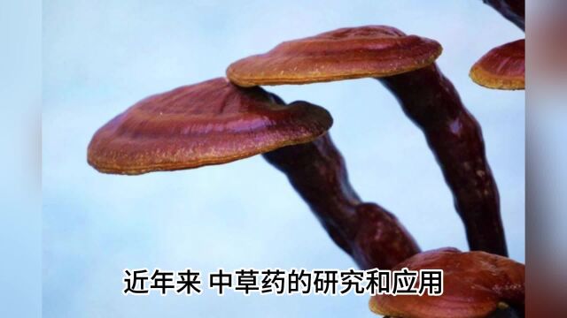 灵芝孢子主治与功效,灵芝孢子的作用及功效