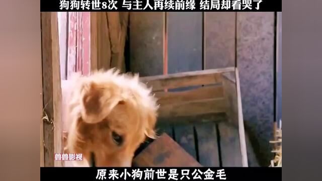 美国电影 #人宠情深 #小说改编 #几分钟看电影