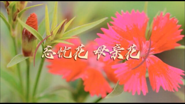 忘忧花 母亲花—演唱:薛玲