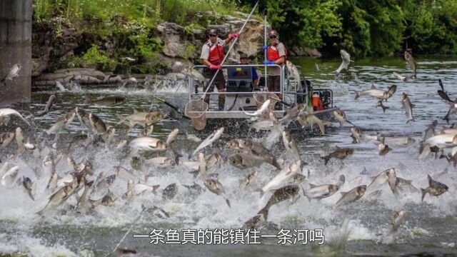 美国为消灭鲤鱼,竟往河里撒这种鱼!一条鱼或能镇住一条河