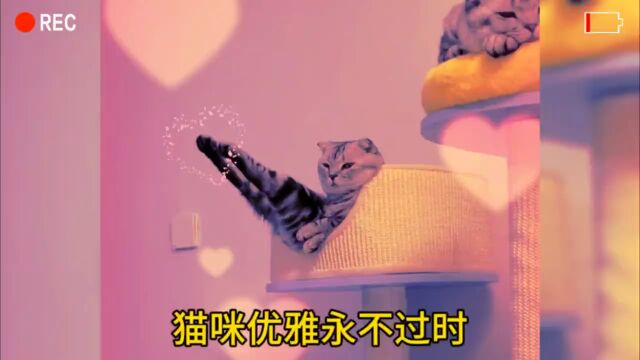 每一只都是烧猫、优雅不过时!