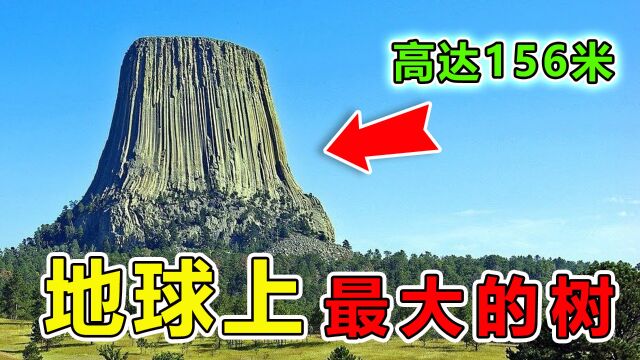 世界上“最庞大”的10颗巨树,第一名高达156米