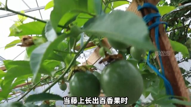 在家就能轻松种植百香果,操作简单一学就会