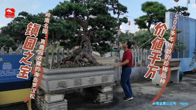 如皋盆景拔尖人才探访岭南名家名园第一站——东莞真趣园